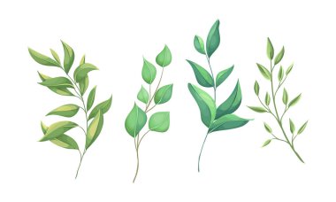 El boyası yapraklar suluboya, suluboya resim koleksiyonu