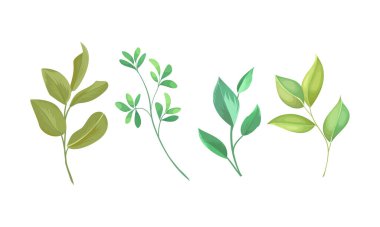 El boyası yapraklar suluboya, suluboya yapraklar beyaz üzerine çizim