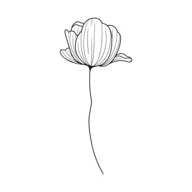 Beyaz rengin üzerine el çizimi basit çiçek çizimi çizimi