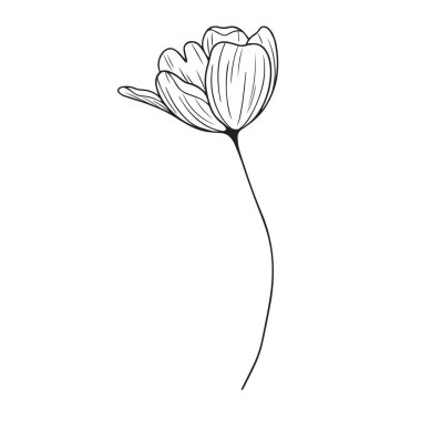 Beyaz arkaplanda elle çizilmiş basit çiçek çizimi çizimi