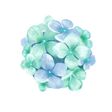 Beyaz arkaplanda suluboya ortanca çizimi