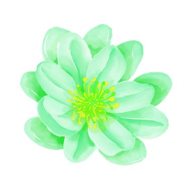 Beyaz arkaplanda suluboya çiçekleri çizimi