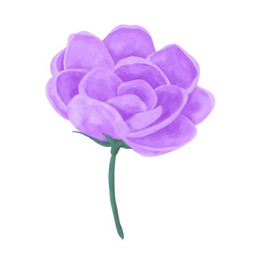 Beyaz arkaplanda suluboya çiçekleri çizimi