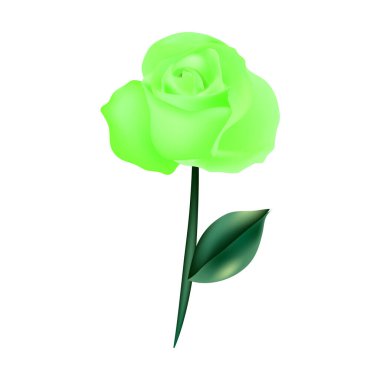 Beyaz arkaplanda güzel bir gül çizimi