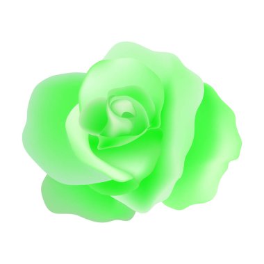 Güzel bir gül beyaz bir resimde izole edilmiş