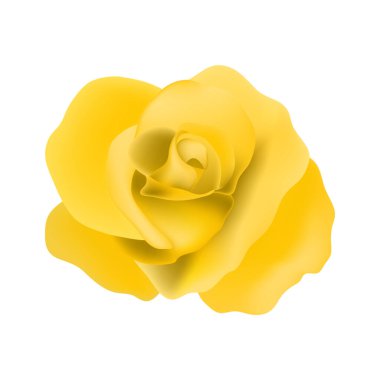 Beyaz üzerine izole edilmiş güzel gül çizimi