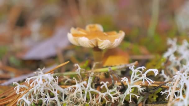 풍경에 버섯을 가까이 지질학 카메라가 움직입니다 흐릿하다 — 비디오