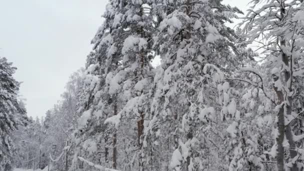 Ειδυλλιακή Εναέρια Λήψη Χιονισμένων Δέντρων Στη Φινλανδία Κατά Διάρκεια Του — Αρχείο Βίντεο