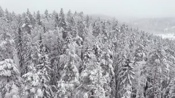Idilliaco Drone Una Foresta Abeti Rossi Durante Nevicate Finlandia Geologia — Video Stock