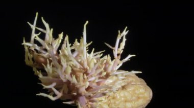 Patatesin dönüşümlü yakın plan çekimi. Siyah arka plan. Organik yiyecekler. Tarım konsepti. Sağlıklı sebzeler. Kamera yavaşça yakınlaştırılıyor.