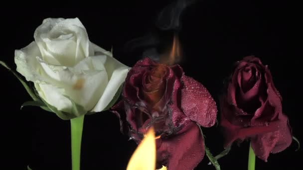 Uma Chama Queimando Rosa Vermelha Dentro Sala Com Duas Rosas — Vídeo de Stock