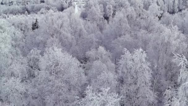 スキャンディナヴィアの冬の間のエストニアの雪の森の高い角度の眺め 美しい北欧の自然 雪に覆われた木 曇った天気 ドローンはゆっくりと後方に移動する 地質学的ショット — ストック動画