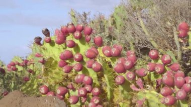 Teno Kanarya Adaları 'ndaki Tenerife İspanya' daki dikenli armut kaktüsünün olgun meyvelerinin çoğu. Jeoloji pompası.