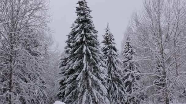 Finlandia Febrero 2022 Sitio Caravanas Cubierto Nieve Medio Bosque Nórdico — Vídeo de stock