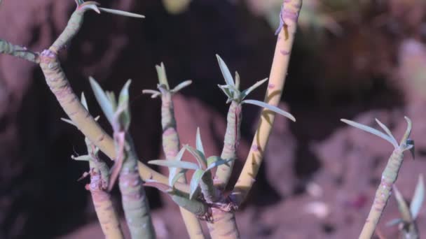 Een Kijkje Van Rode Vruchten Van Stekelige Cactus Tenerife Spanje — Stockvideo