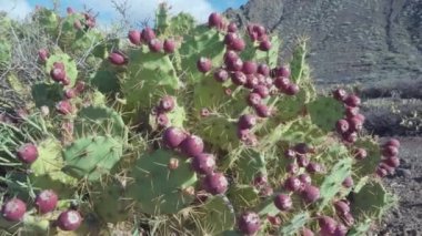 Güneşli bir günde Tenerife 'deki dağların manzarası. Armut dikenli kaktüs ve olgun meyveli. Jeoloji pompası.