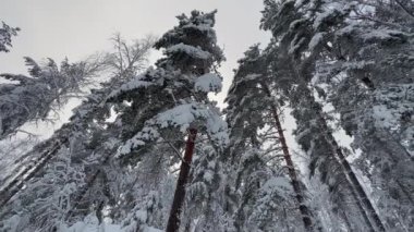 İnanılmaz kuzey kışında karlı bir ormanın güzel bir görüntüsü. Yoğun karla kaplı ağaçlar. Muhteşem İskandinav doğası. Kamera yavaşça sağa dönüyor..
