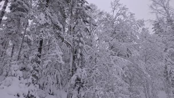 Idylliczne Ujęcie Śnieżnego Lasu Podczas Niesamowitej Skandynawskiej Zimy Piękna Nordycka — Wideo stockowe