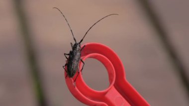 Closeup shot of a spruce-woodpecker moving around on a red toy. Beautiful nature. The insect is black and brown. Selective focus. Blurred background. Defocused.