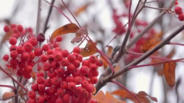 Closeup Shot Rowan Berries Moving Wind Stormy Autumn Weather Red — Vídeos de Stock