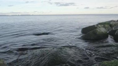 The green seaweeds and algae on the rocks on the shore in the ocean