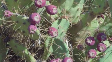 Pink ripe fruits of the prickly pear cactus in Tenerife Spain near Teno Canary Islands.geology shot.4k