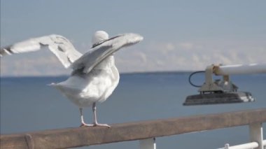 Beyaz kuş, Finlandiya 'daki Helsinki limanına yaklaşan geminin korkuluklarında kanatlarını çırpar..