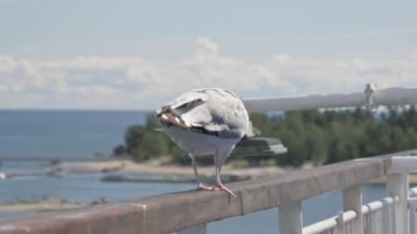 Helsinki limanına yaklaşırken Finlandiya 'da feribotun korkuluklarında bulunan beyaz kuşa yakından bakın..