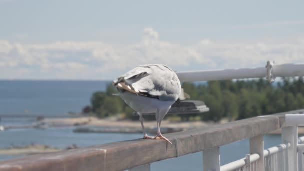 Olhar Mais Atento Pássaro Branco Nos Trilhos Balsa Finlândia Enquanto — Vídeo de Stock