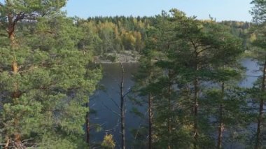 Finlandiya 'daki Saimaa Gölü' ndeki uzun ağaçların hava görüntüsü. Kamera ağaçların tepesinde ilerliyor. Rus-Fin sınırına yakın. Jeoloji video 44k.
