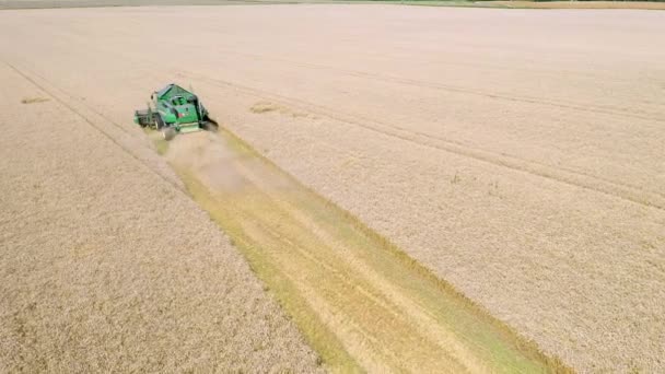 Раке Эстония Август 2020 Взгляд Зеленого Урожая Поле Эстонии — стоковое видео