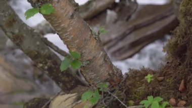 Norveç 'teki fiyort nehrinin tepesindeki ağaçların gövdesi akan su arazisinden geliyor. Yaz sezonu. Kamera baştan aşağı hareket ediyor. Jeoloji görüntüsü.