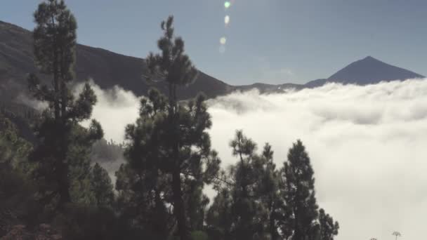Borovice Vrcholu Hory Teide Tenerife Španělsku Mraky Nad Sopkou Teide — Stock video