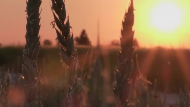 Closeup Shot Corn Plants Sunset Background Clear Sky Organic Food — 图库视频影像