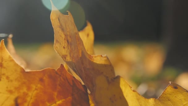 秋の季節になると公園の地面に落ちたカエデが葉を出します 地質学の写真 — ストック動画