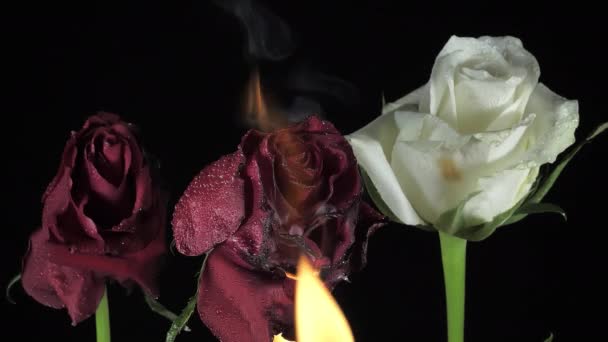 Une Flamme Brûlant Rose Rouge Intérieur Pièce Sombre Avec Les — Video