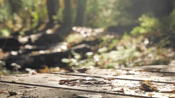 Suché Listy Dřevěných Prknech Přírodní Rezervace Obuví Kráčející Stezce — Stock video