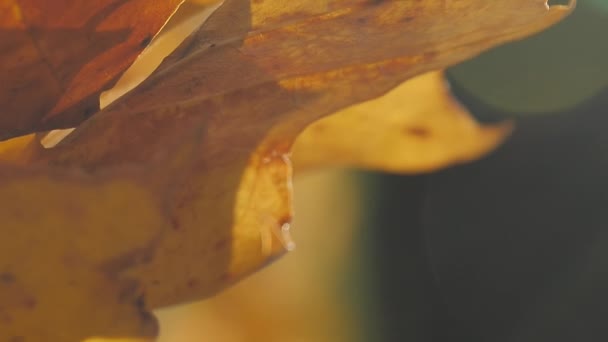 Падіння Кленового Листя Землі Парку Дерева Осінній Сезон Камера Розташована — стокове відео