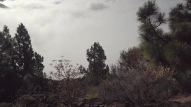 Tenerife 'deki El Teide yanardağının manzarası. Güneş batımındaki bulutların manzarası. Jeoloji fotoğrafı.