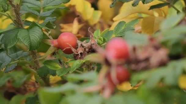 Närbild Rosenbuske Med Röda Nypon Gröna Och Gula Blad Naturen — Stockvideo