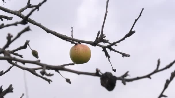 Apfelbäume Bei Windigem Herbstwetter Frisches Obst Natürlich Chemikalienfrei Bewölkter Himmel — Stockvideo
