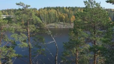 Finlandiya 'daki Saimaa Gölü' nde gölün kenarındaki uzun ağaçlar. Rusya-Finlandiya sınırına yakın. Kamera ağaçların tepesinde ilerliyor. Jeoloji videosu.