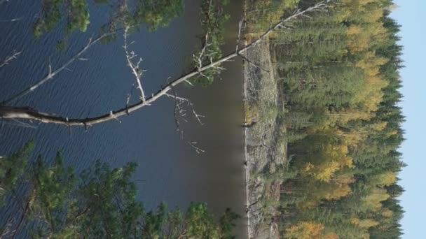 芬兰赛马湖湖畔的高大的树木 靠近俄罗斯 芬兰边境 照相机在树梢上方向前移动 垂直格式视频 地质学拍摄 — 图库视频影像