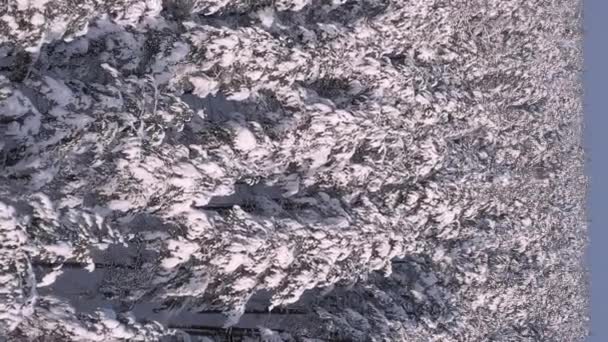 Kış Boyunca Yukarıdan Görülen Karla Kaplı Skandinav Ladin Ormanı Kamerayla — Stok video