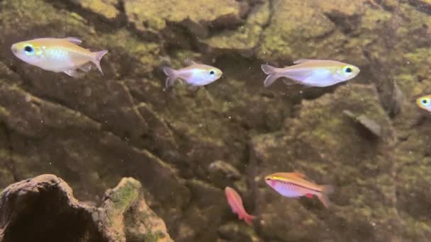 Tiro Perto Peixes Aquário Pedras Fundo Nadar Água Relaxante Animais — Vídeo de Stock