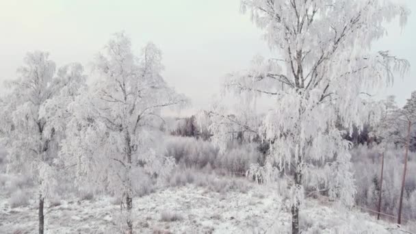 Kuzey Kışında Karlı Bir Ormanın Havadan Görünüşü Bulutlu Gökyüzü Güzel — Stok video