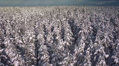 Kış boyunca yukarıdan görülen karla kaplı İskandinav ladin ormanı. Hava jeolojisi çekimi. 