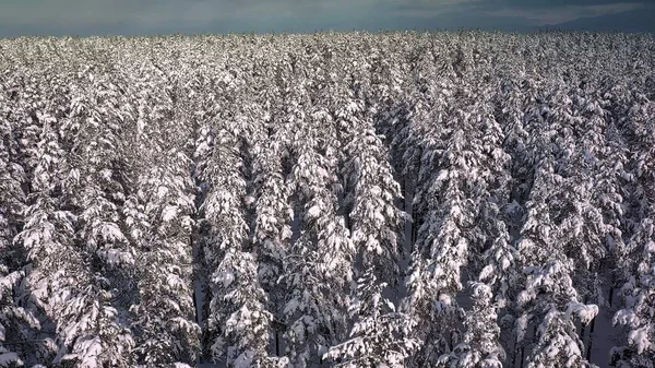 Kış boyunca yukarıdan görülen karla kaplı İskandinav ladin ormanı. Hava jeolojisi çekimi. 