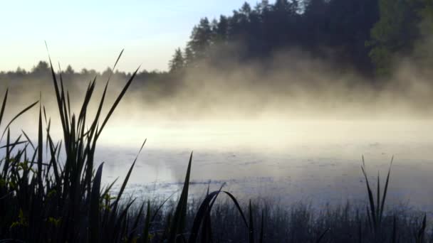 朝霧が入った湖の風景 バックグラウンドと森の植物 カメラはゆっくりと後ろに移動する — ストック動画
