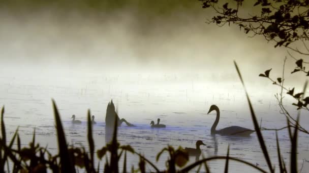 Nieblas Parte Superior Del Agua Del Lago Con Los Cisnes — Vídeos de Stock